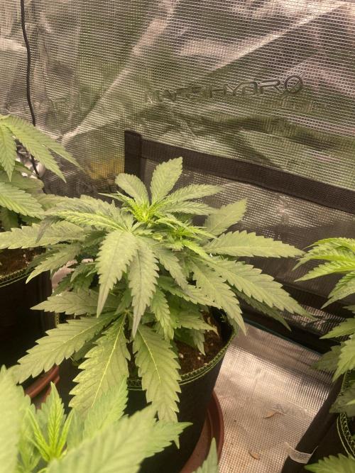 Sugar black rose 🥀. Week 5