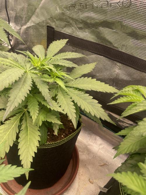 Sugar black rose 🥀. Week 5