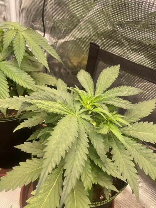 Sugar black rose 🥀. Week 5