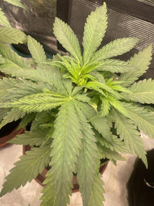 Sugar black rose 🥀. Week 5