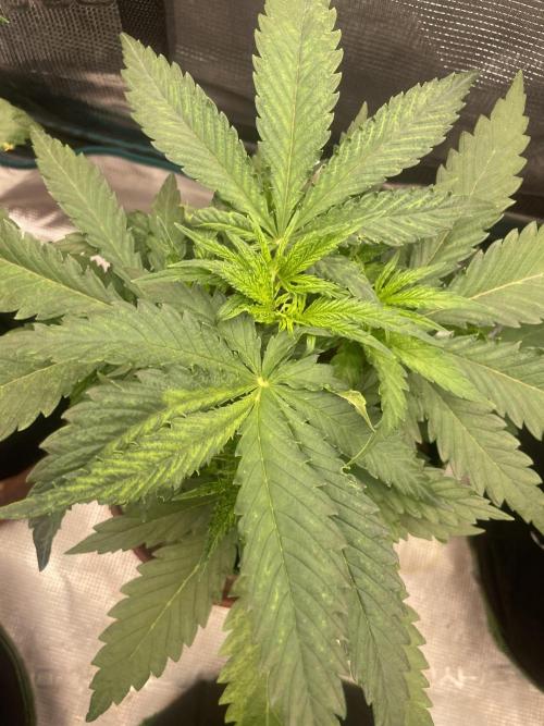 Sugar black rose 🥀. Week 5