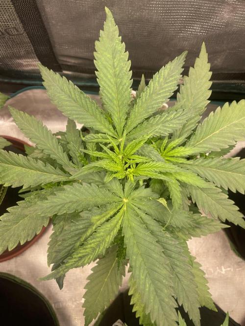 Sugar black rose 🥀. Week 5
