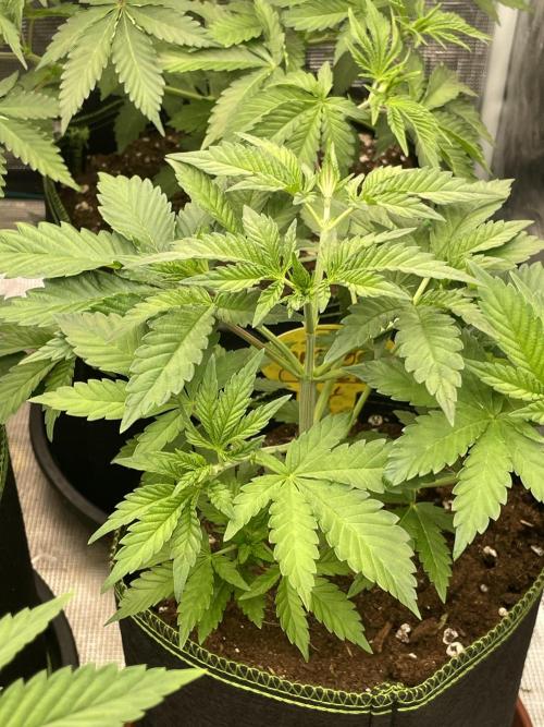 Orange ooze. Week 5