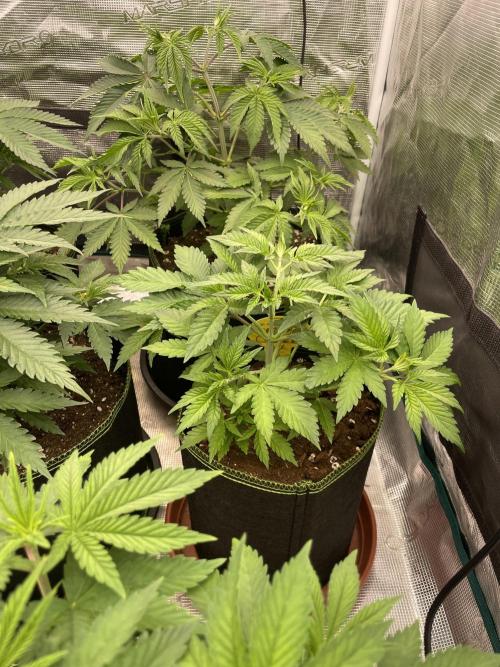 Orange ooze. Week 5