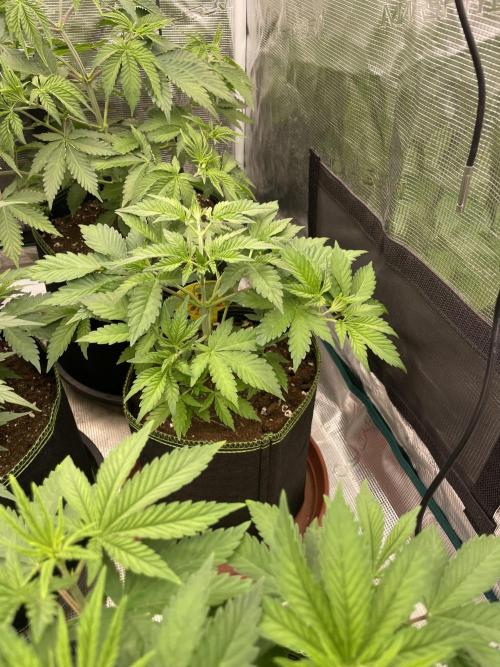 Orange ooze. Week 5