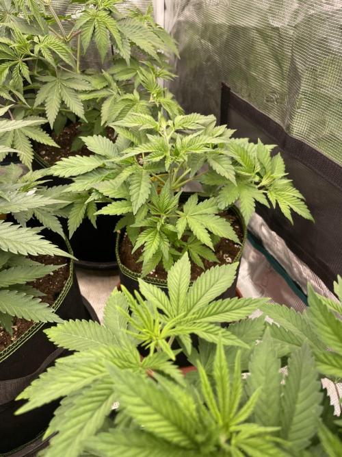 Orange ooze. Week 5