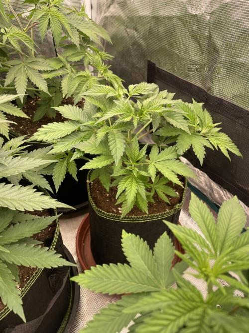 Orange ooze. Week 5