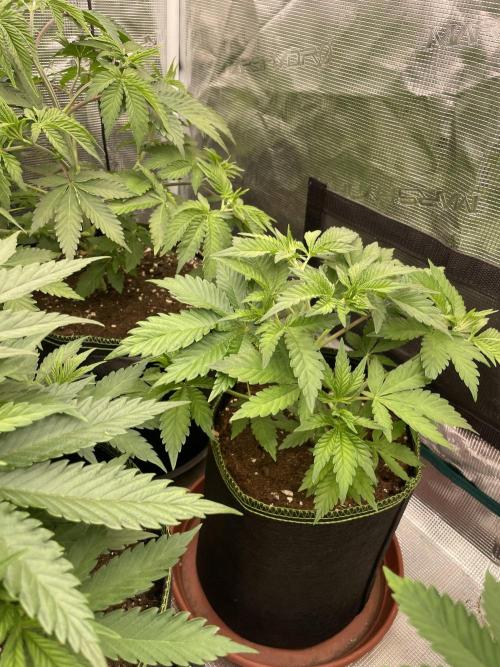 Orange ooze. Week 5