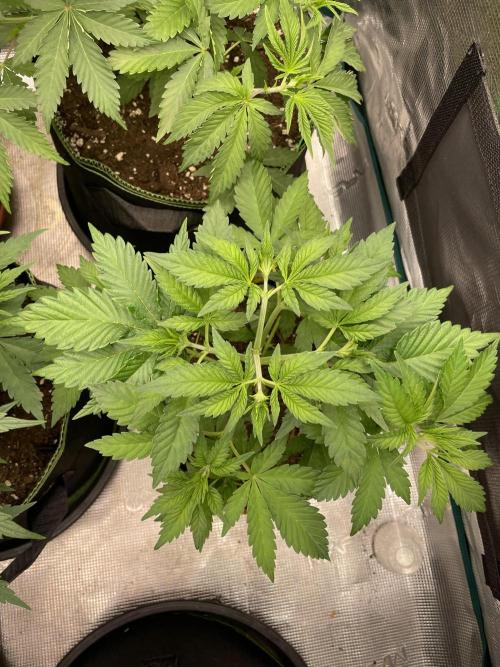 Orange ooze. Week 5