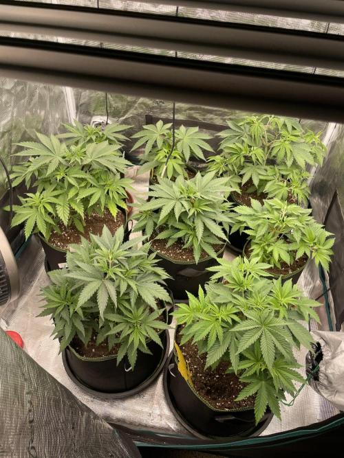 Orange ooze. Week 5