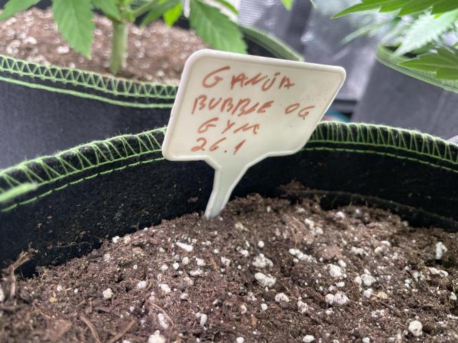 Bubble 🫧 OG gum. Week 6
