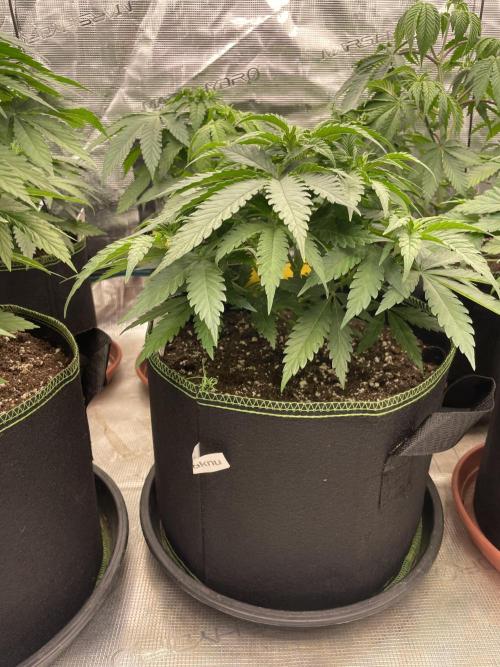 Bubble 🫧 OG gum. Week 6