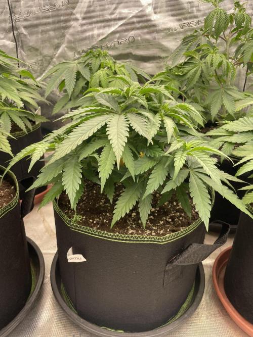 Bubble 🫧 OG gum. Week 6