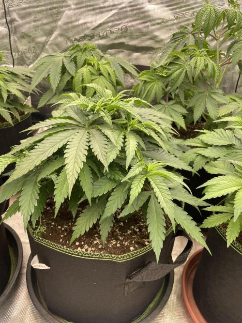 Bubble 🫧 OG gum. Week 6
