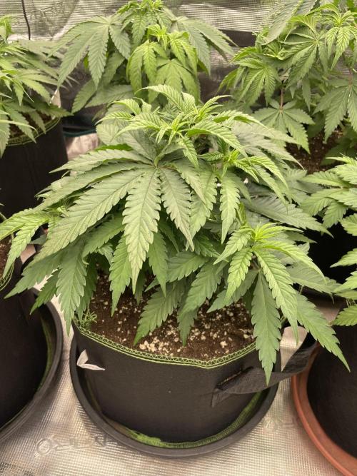 Bubble 🫧 OG gum. Week 6