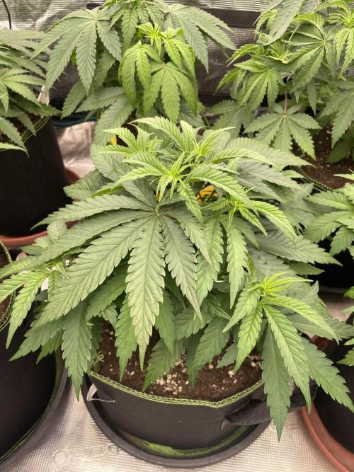 Bubble 🫧 OG gum. Week 6