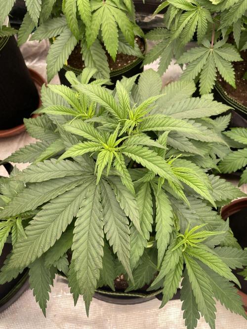 Bubble 🫧 OG gum. Week 6
