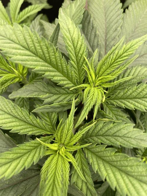 Bubble 🫧 OG gum. Week 6