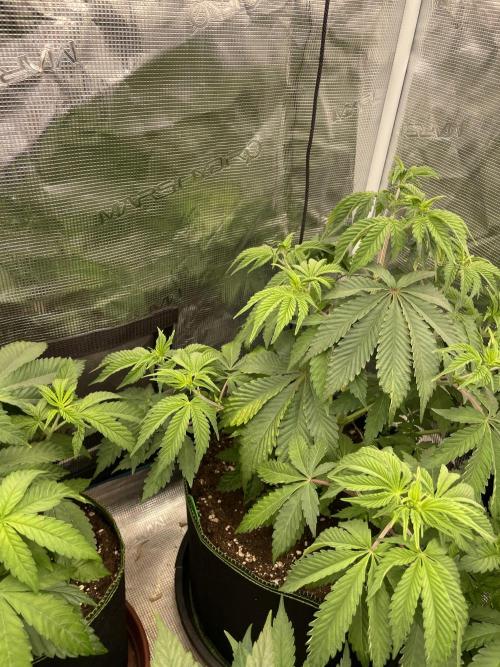 Sticky Brocoli Zamnesia+Plagron. Week 6