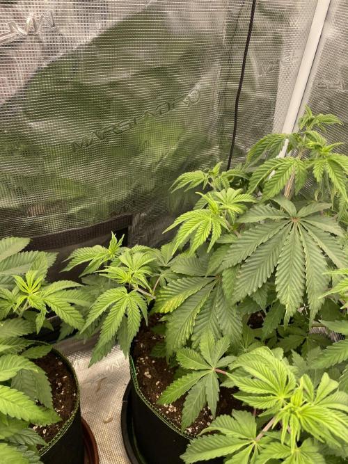 Sticky Brocoli Zamnesia+Plagron. Week 6