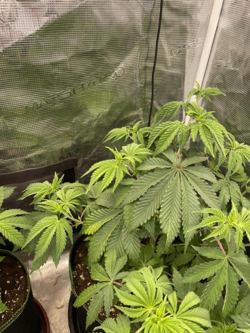 Sticky Brocoli Zamnesia+Plagron. Week 6