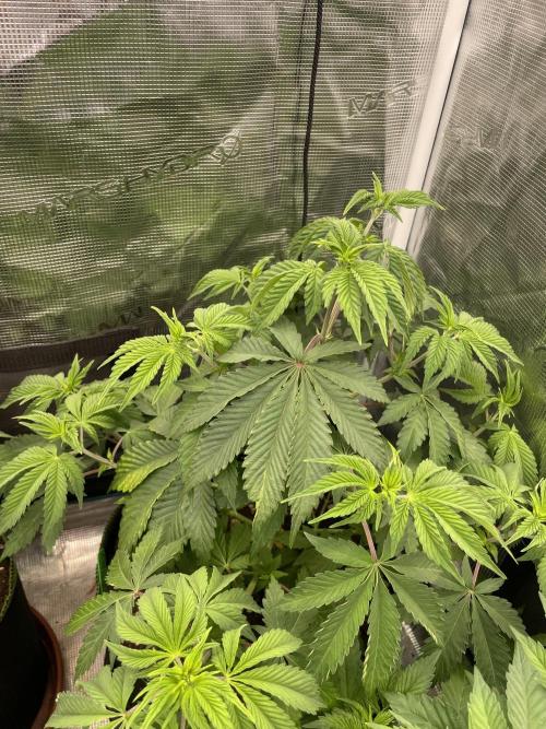 Sticky Brocoli Zamnesia+Plagron. Week 6