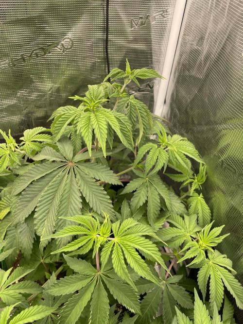 Sticky Brocoli Zamnesia+Plagron. Week 6