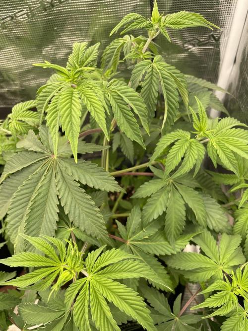 Sticky Brocoli Zamnesia+Plagron. Week 6