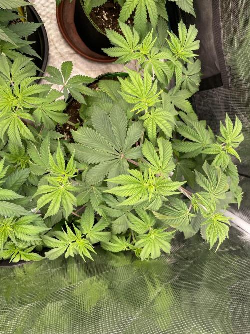 Sticky Brocoli Zamnesia+Plagron. Week 6
