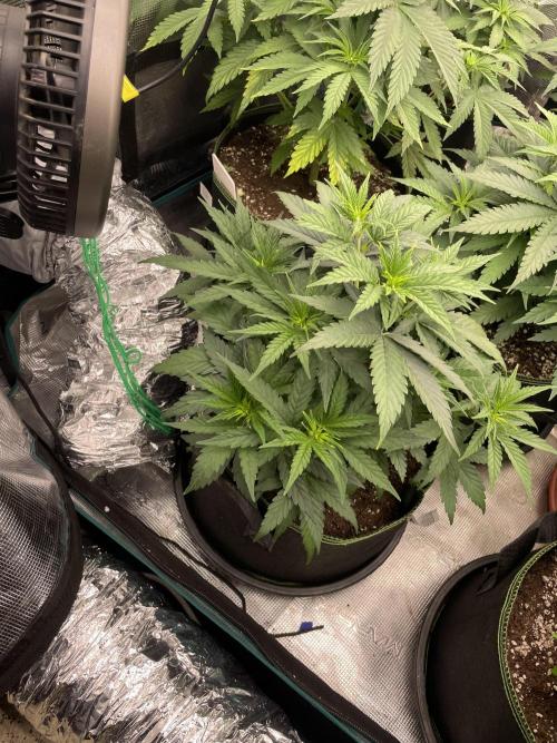 Sunset 🌅 sherbet. Week 6