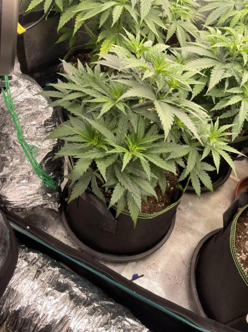 Sunset 🌅 sherbet. Week 6