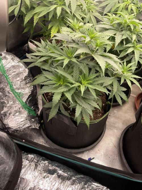 Sunset 🌅 sherbet. Week 6