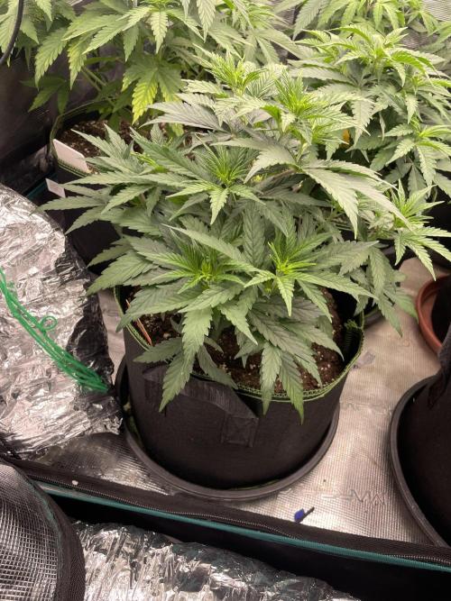 Sunset 🌅 sherbet. Week 6