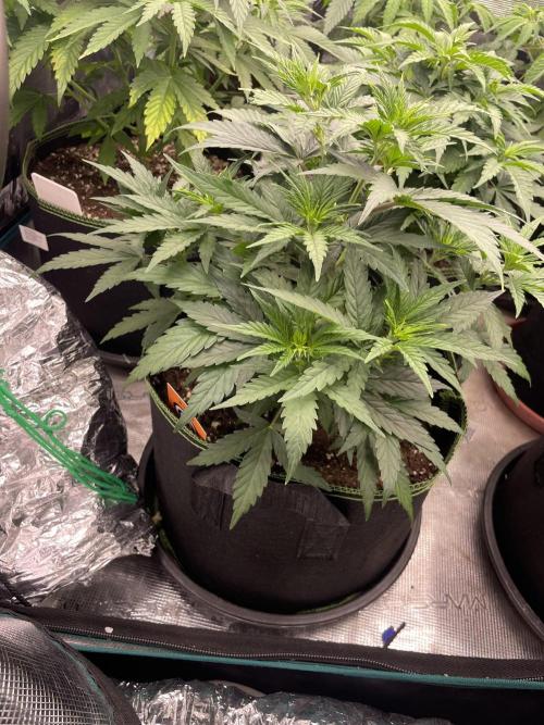 Sunset 🌅 sherbet. Week 6
