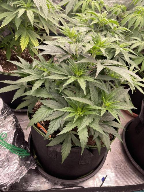 Sunset 🌅 sherbet. Week 6