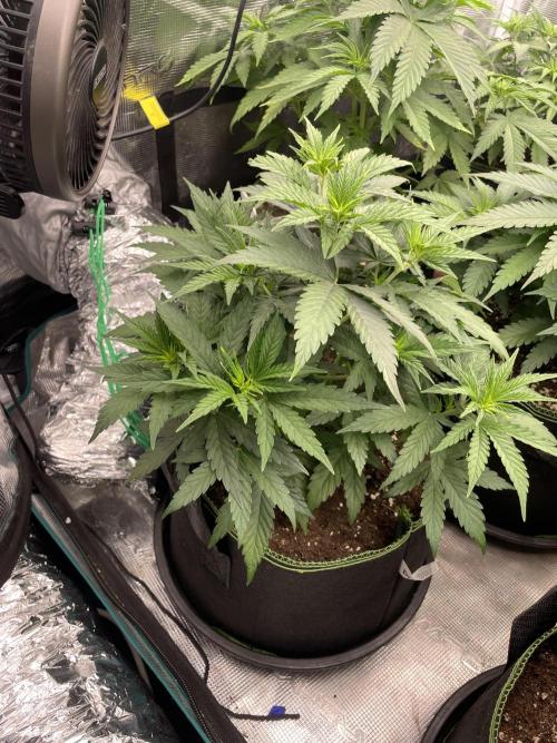 Sunset 🌅 sherbet. Week 6