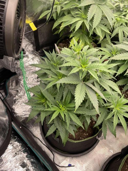 Sunset 🌅 sherbet. Week 6