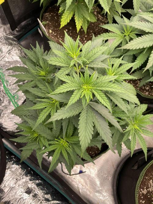 Sunset 🌅 sherbet. Week 6
