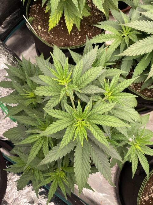 Sunset 🌅 sherbet. Week 6