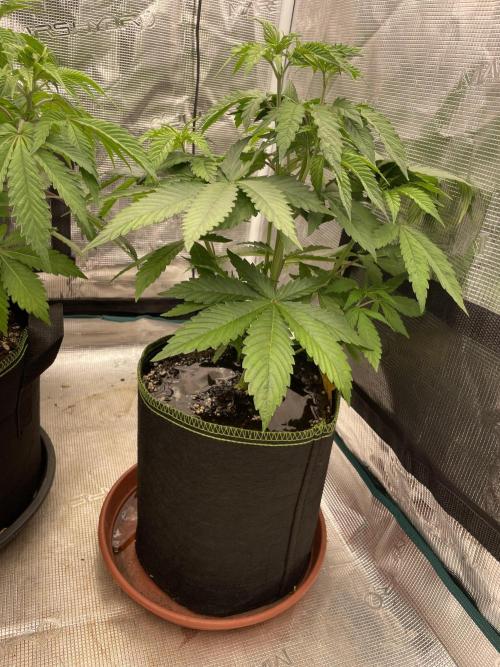 Purple Overload. Week 6