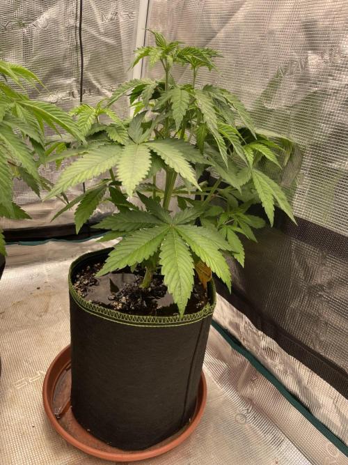 Purple Overload. Week 6