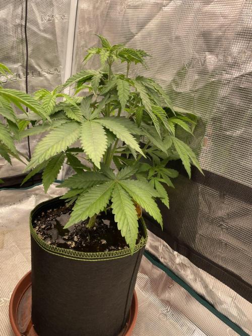 Purple Overload. Week 6