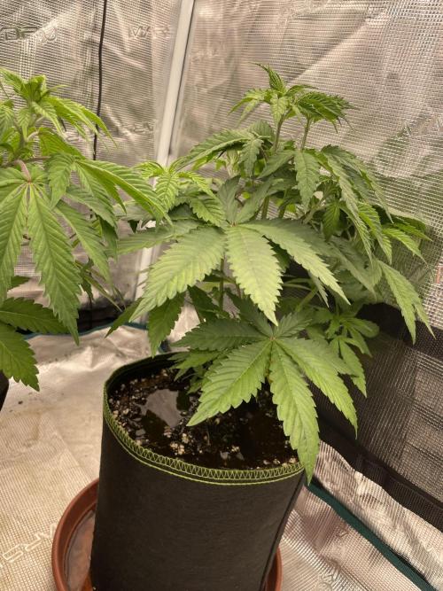 Purple Overload. Week 6