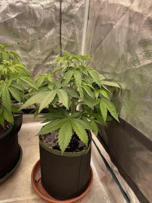 Purple Overload. Week 6