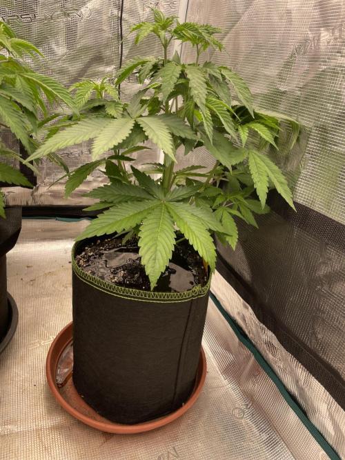 Purple Overload. Week 6