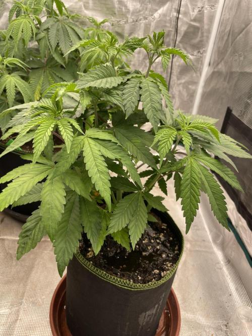 Purple Overload. Week 6