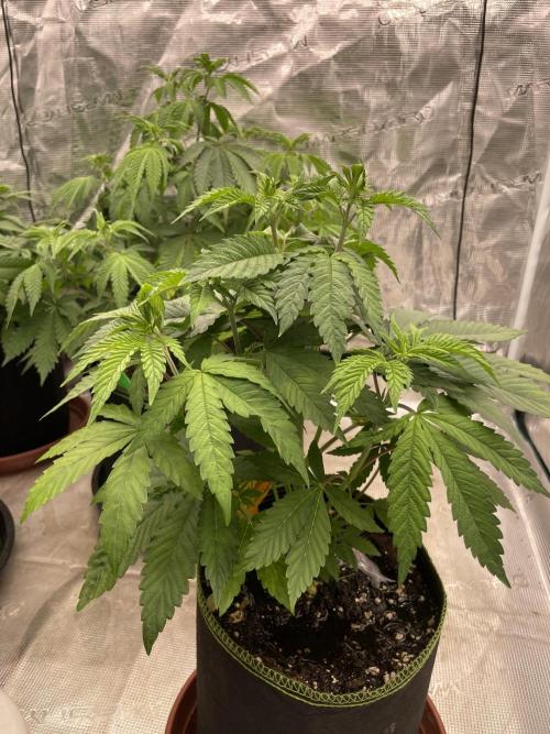 Purple Overload. Week 6