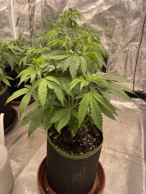 Purple Overload. Week 6