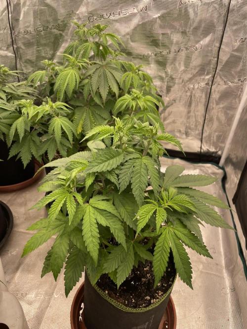 Purple Overload. Week 6