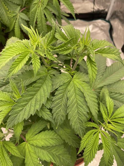 Purple Overload. Week 6